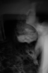 La veuve noire. Photographie noir et blanc, Arles 2017, technique de Blind Painting, Cédric Poulain.
